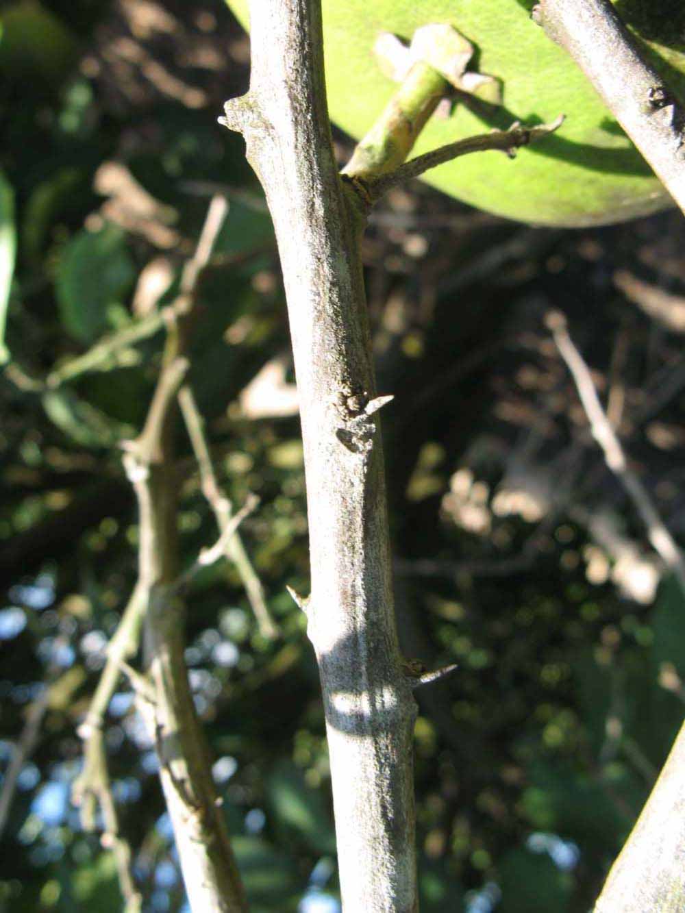            First year twig (Winter Haven, FL)   